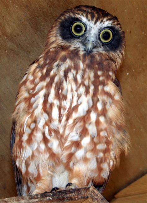 New Zealand Owls Screech Owl Wildlife Park