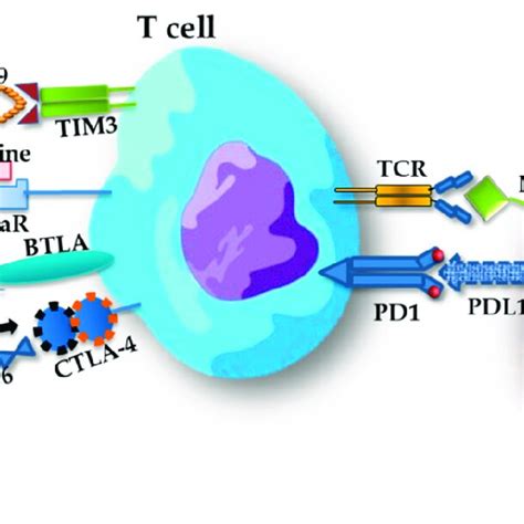 Exemplary Interactions Between A T Lymphocyte And A Tumor Cell And