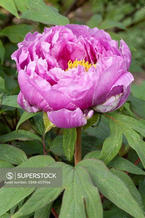 Flowering Tree Peony Paeonia X Suffruticosa Kamata Nishiki