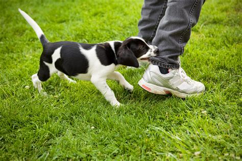 My Puppy is Driving Me Crazy: Frustration to Fulfillment Training