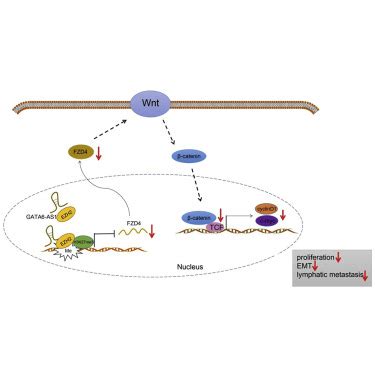 RETRACTED Overexpressed LncRNA GATA6 AS1 Inhibits LNM And EMT Via FZD4