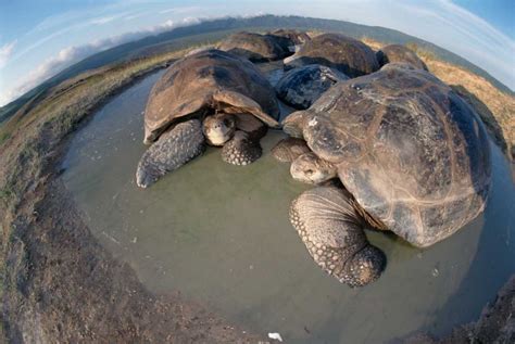 Volcan Alcedo Giant Tortoises wallowing Alcedo Volcano Galapagos ...