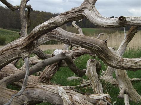 Free Images Driftwood Tree Nature Branch Wood Flower Trunk Dry