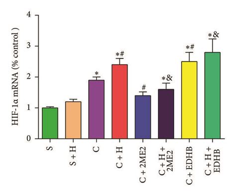 The Expression Of Bnip3 Beclin 1 Hif 1α Protein And Mrna After Edhb