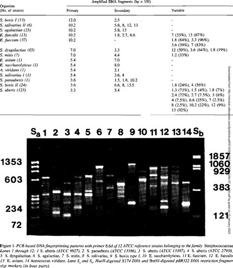 Amplified Dna Fragment Profiles Using Pcr Based Dna Fingerprinting