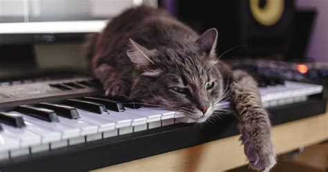 Música para relajar gatos la mejor música para calmar a tu minino