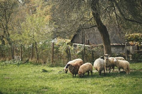 Ovelhas Pastando No Prado Verde Sob A Rvore No Campo Rebanho De