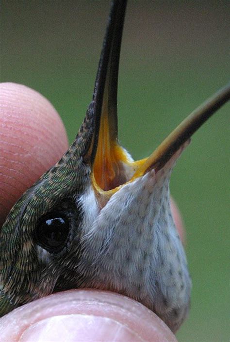 Hummingbird Ageing And Sexing Hummingbirds