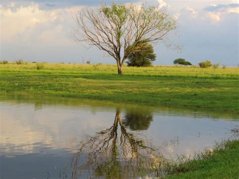 A Lone Tree Is Reflected In The Water