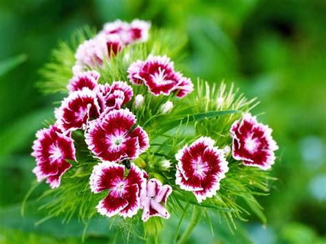 Maiden Pink Dianthus Deltoides Planting And Care