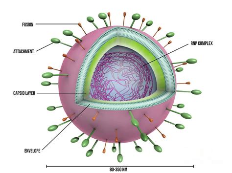 Respiratory Syncytial Virus Particle Photograph By Maurizio De Angelis