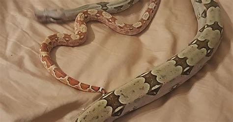 My Boas Album On Imgur