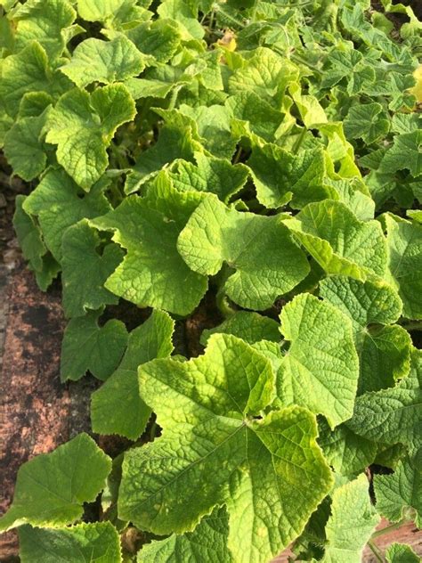 Cucumis Metuliferus E Mey Ex Naudin African Horned Cucumber World