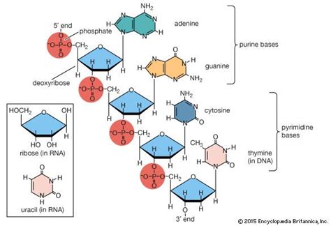 Nucleic Acid Definition Function Structure And Types