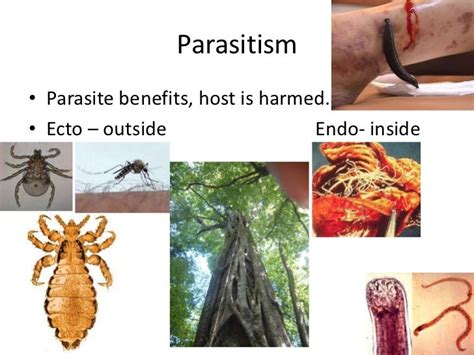 Species interactions