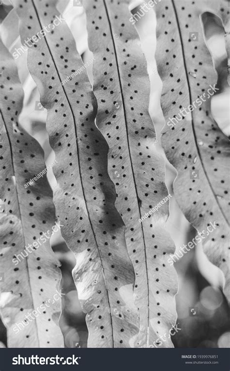 Detail Fern Spores Sporangium On Leaf Stock Photo Edit Now 1939976851