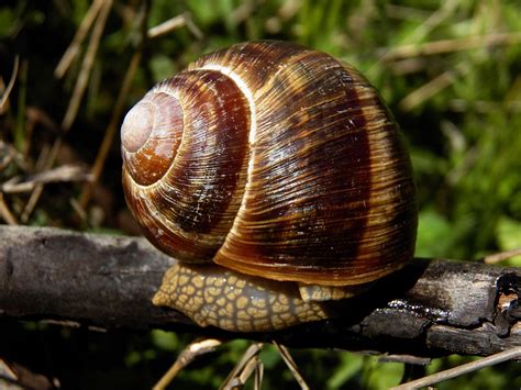 Schnecke Tiere Kostenloses Foto Auf Pixabay Pixabay