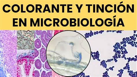 Colorantes en Microbiología Uso y Aplicaciones Prácticas YouTube