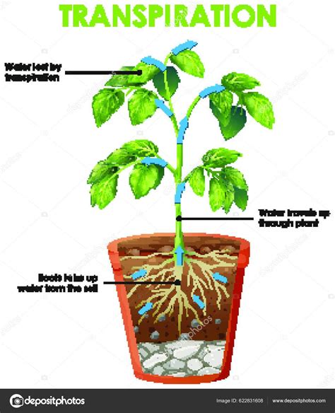 Diagram Menunjukkan Siklus Transpirasi Vektor Stok Oleh Yay Images