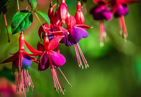 Las Fucsias Flor Fucsia Foto Gratis En Pixabay