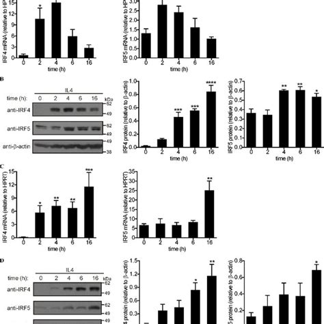 IL4 Induced CCL17 Production Is STAT6 Dependent In Human Monocytes A B