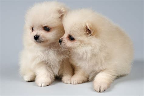 Two Puppies Of The Spitz-dog In Studio Stock Images - Image: 7044594