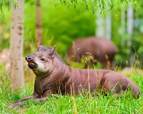 Brazilian Tapir - Facts, Diet, Habitat & Pictures on Animalia.bio