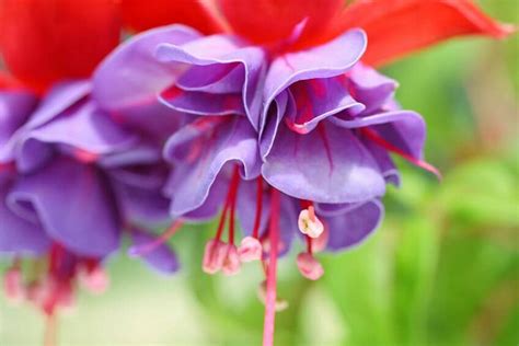 Standard Fuchsias Terrific Focal Points Around The Garden