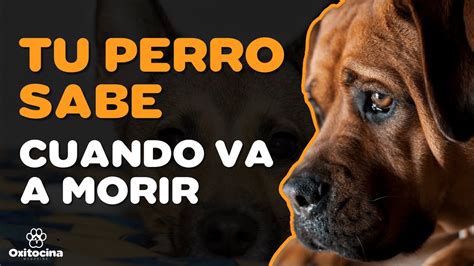 Se Ales De Que Tu Perro Va A Morir Youtube