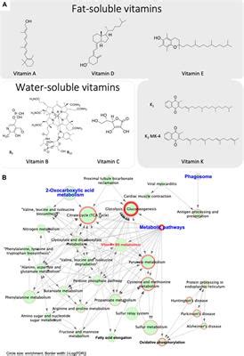 Frontiers Calcium Homeostasis In The Epididymal Microenvironment Is