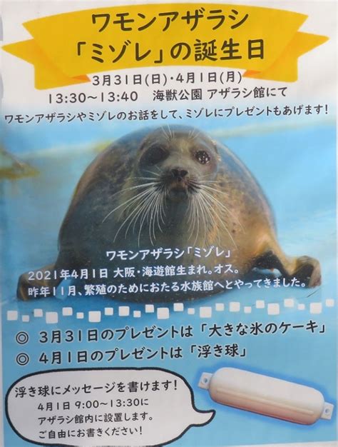 おたる水族館ワモンアザラシ｢ミゾレ｣のお誕生日イベントに行ってきました41 小樽観光協会公式サイト「おたるぽーたる」：北海道小樽へ