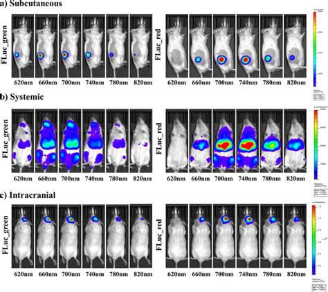 Figures And Data In Near Infrared Dual Bioluminescence Imaging In Mouse