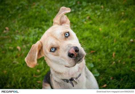 Do Labradors Have Blue Eyes