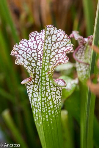 NM6A0284 Sarracenia Leucophylla Purple White Giant Flickr