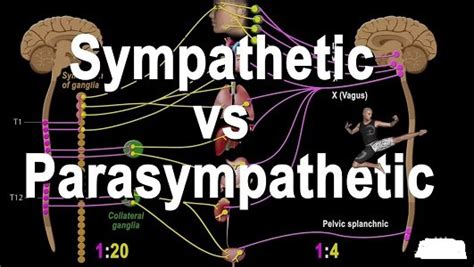 Difference Between Sympathetic And Parasympathetic System