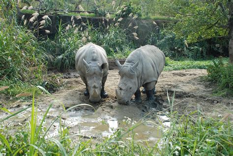 Pora Gyv Nas Meil Gamta Rhino Nemokamos Nuotraukos Mediakatalogas Lt