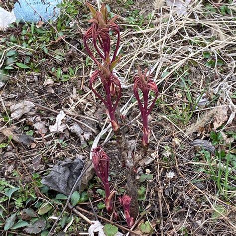 Paeonia X Suffruticosa Shima Nishiki Syn Paeonia X Suffruticosa