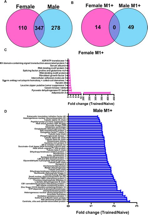 Sex Specific Protein Targets Of Linear Polyubiquitination In The