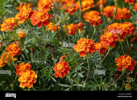 Marigolds Bush Bright Orange Flowers On A Flower Bed Folk Medicine Medicinal Plant Garden