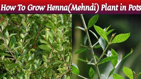 How To Grow Mehndi Plant In Pots Henna Plant At Home Grown Henna