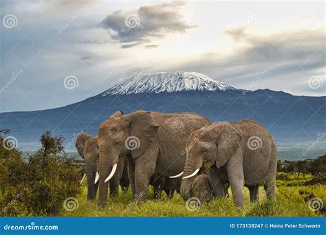 Elephants And Mount Kilimanjaro In Amboseli National Park Stock Image