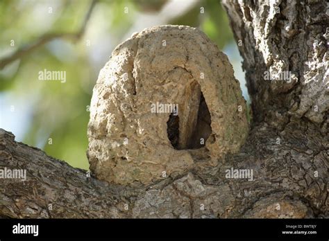 Rufous Hornero Furnarius rufus nest tree Pantanal Stock Photo - Alamy