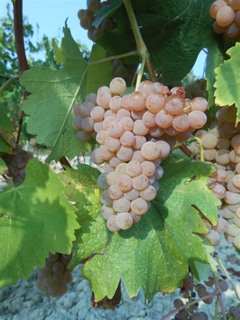 arneis beccaria vini