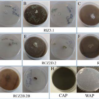 Representative Plates Of Fungal Activity On Coal Agar Plates Cap