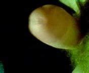 Walenie Konia Free Solo Man Porn Video 9f XHamster