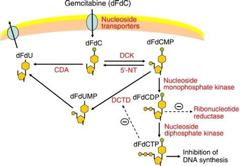 Cellular Metabolism And Mechanism Of Gemcitabine For E Open I