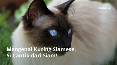 Mengenal Kucing Siam Dari Perawatan Sampai Hewania