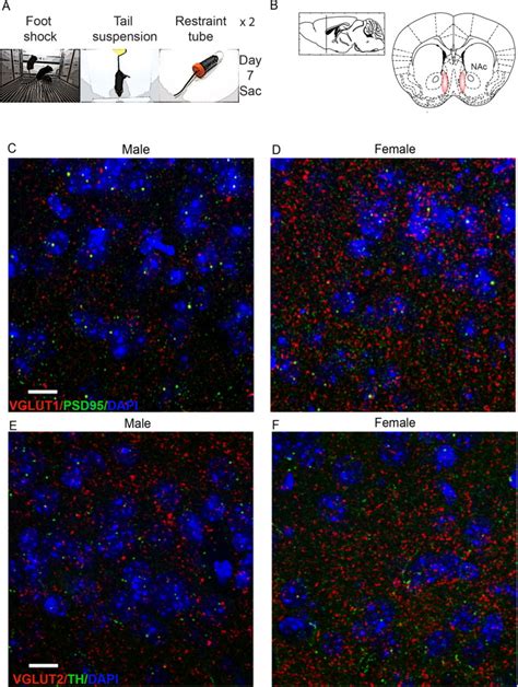 Sub Chronic Variable Stress Induces Sex Specific Effects On