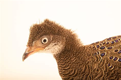 Common Grey Peacock Pheasant Polyplectron Bicalcaratum Bicalcaratum