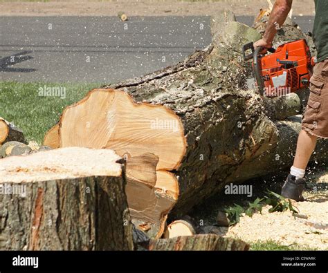 Top 93 Pictures How To Cut A Tree Trunk With A Chainsaw Stunning